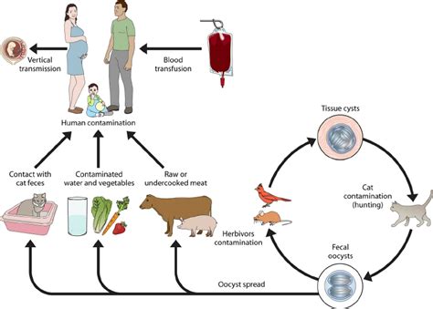 Toxoplasma gondii life cycle. Domesticated and wild cats are the... | Download Scientific Diagram