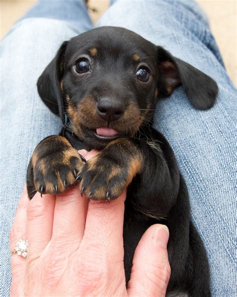 18 Reasons Dachshunds Are The Worst Indoor Dog Breeds Of All Time