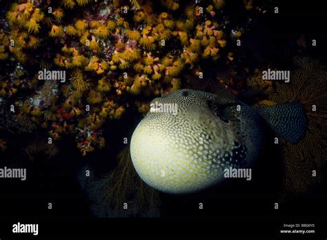 Balloon pufferfish hi-res stock photography and images - Alamy