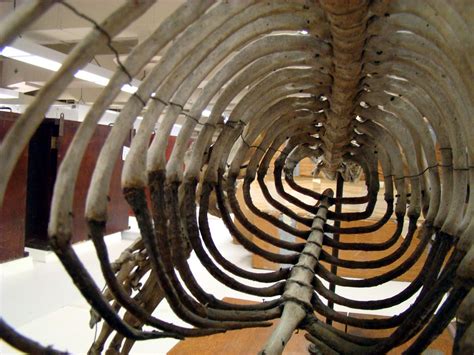 Harbor Seal Rib Cage - Bell Museum | View inside the harbor … | Flickr