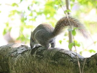 Squirrel with nuts | As soon as I lifted my camera he ran of… | Flickr