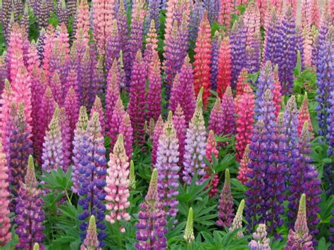 How to Grow and Care for Lupines - World of Flowering Plants