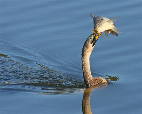 Get to Know the Anhinga, or ‘Snakebird’ | Audubon