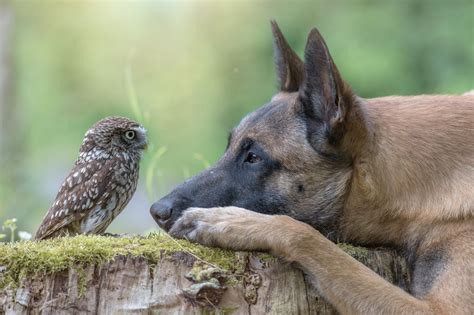 7 Top Animal Photography Tips - VIEWBUG.com