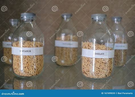 Superior Varieties of Rice Seeds Stock Image - Image of closeup, eating: 167499035