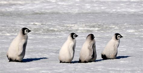 Baby Penguins Marching. - Penguins Photo (37399970) - Fanpop