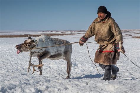 Stunning Photos Show A Typical Day At Work For Nomadic Reindeer Herders ...