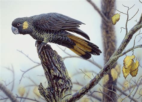 Yellow-tailed Black Cockattoo by Christopher Pope | Black cockatoo, Bird prints, Natural history ...