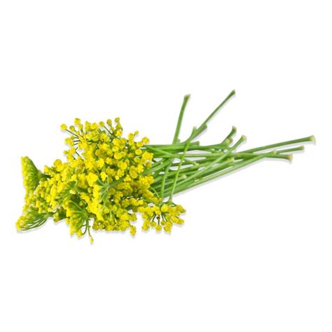 Buy Freshly Cut Fennel Flowers Online in Bulk at MarxFoods.com