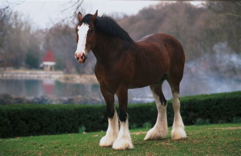 Budweiser Clydesdale Wallpaper - WallpaperSafari