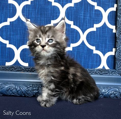 Maine Coon Cats For Sale | Tampa, FL #276833 | Petzlover