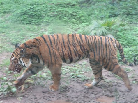 File:South China tiger, Chongqing Zoo, China.JPG - Wikimedia Commons