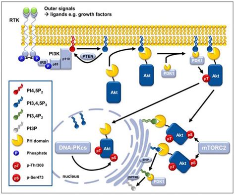 Cancers | Free Full-Text | New Insights into Protein Kinase B/Akt ...