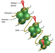 Image credit: Epigentek | DNA methylation is an epigenetic modification involving the addition ...