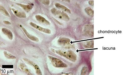 Cartilage, Bone & Ossification: The Histology Guide