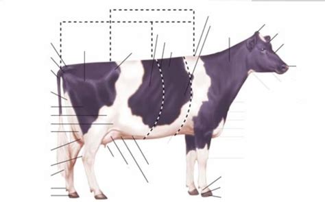 Printable Cattle External Anatomy Worksheet Etsy Aust - vrogue.co