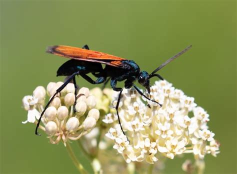 10 Terrifying Tarantula Hawk Wasp Facts - Fact Animal