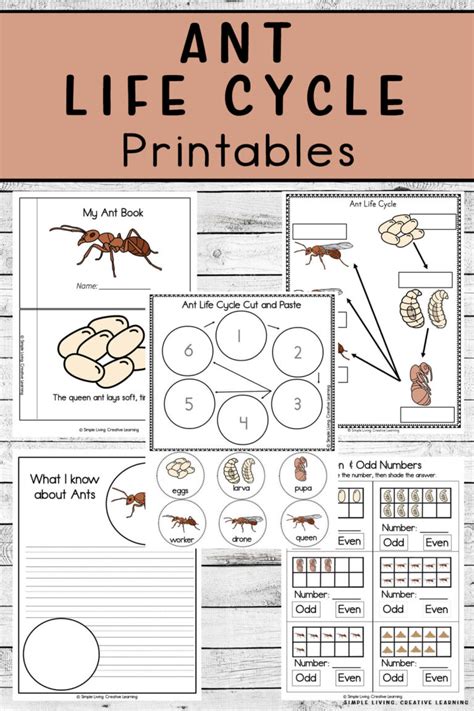 Ant Life Cycle Printables - Simple Living. Creative Learning