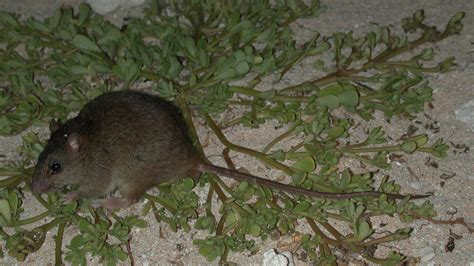 Australian Rodent Is First Mammal Made Extinct by Human-Driven Climate Change, Scientists Say ...