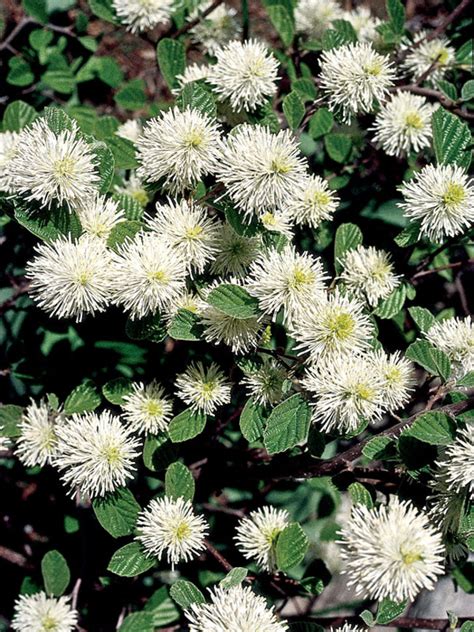 Fothergilla Gardenii | Bluestone Perennials