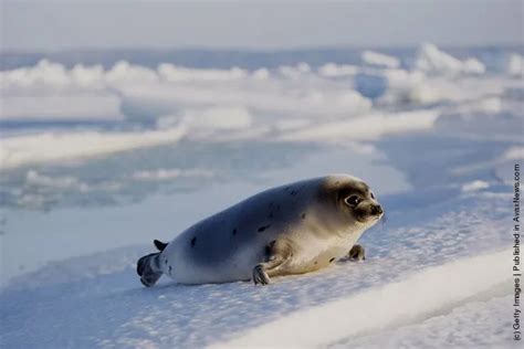 Harp Seal Pups