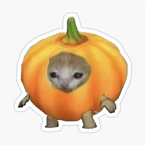 "Pumpkin Cat" Sticker by Juliaafterhours | Redbubble Cat Pumpkin, Cute Cats, Funny Cats, Sad Cat ...