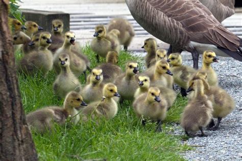 Canada Goose Nesting Season FAQ - Wildlife Rescue Association of BC