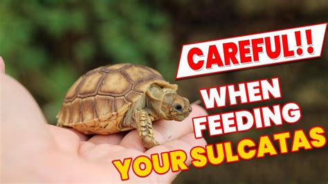 Top 8 important points to note while feeding your Sulcatas - Quick Afric... | Sulcata tortoise ...