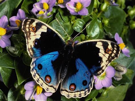 Beautiful Butterfly Pictures - 2013 Wallpapers