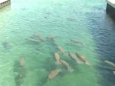 Webcam Manatee Lagoon, West Palm Beach live - ExploreWebcams.com