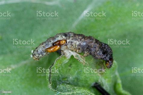 Moth Caterpillar Killed By Larvae Of Tachinid Fly Parasitoids Of Other ...