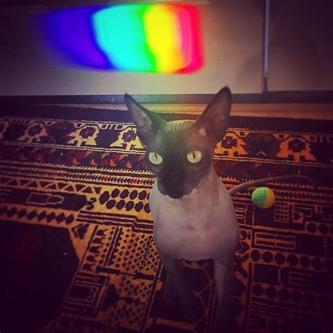 #CarbonCat channeling the #Rainbow spiritual healing. | Flickr