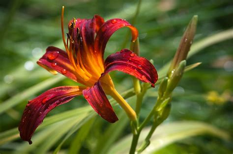 "Dragon Lily ~ Successful garden resident" by Roxane Bay | Redbubble