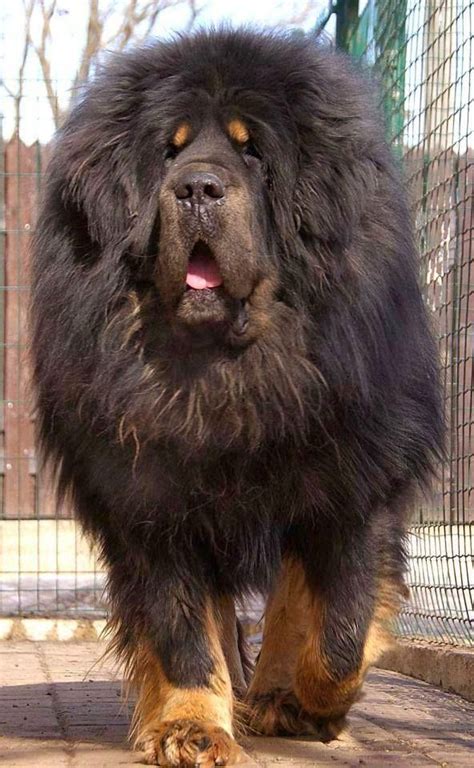 The 25+ best ideas about Mastiff Dog Breeds on Pinterest | Mastiff dogs, Tibetan mastiff dog and ...