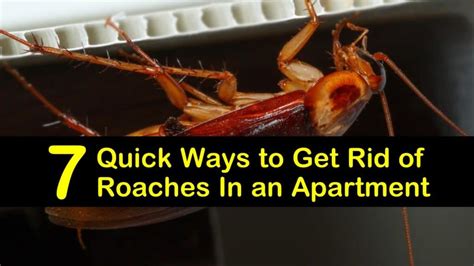 7 Quick Ways to Get Rid of Roaches in an Apartment