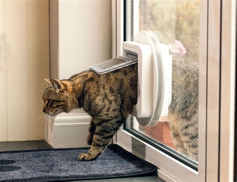 Cat Doors: How to Pick the Perfect One - Sydney Wide Pet Doors