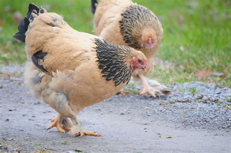 Buff Brahma Hen Buff brahma ch | Buff brahma chicken, Brahma chicken, Beautiful chickens