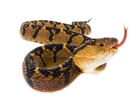 Bushmaster (Lachesis) - ReptileTalk NET