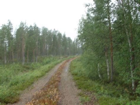 Cloudberry picking adventures in Sweden