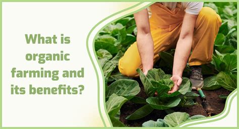 What are benefits of organic farming? 🌾
