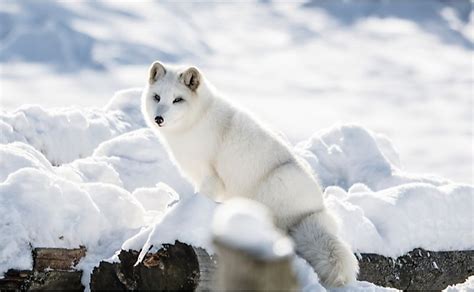 10 Animals Found In Greenland - WorldAtlas