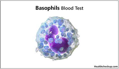 Basophils Blood Test: Normal Range, Causes of High, Low Basophil Count