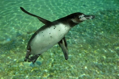 How Fast Can Penguins Swim? - Penguins Blog