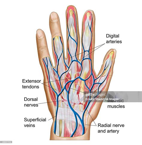 Anatomy Of Back Of Human Hand High-Res Vector Graphic - Getty Images