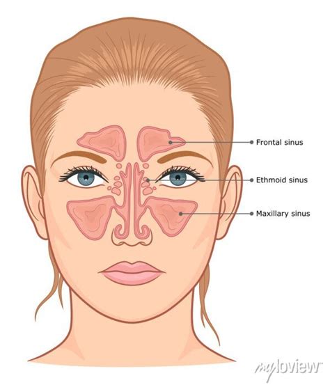 Sinus Diagram | ubicaciondepersonas.cdmx.gob.mx