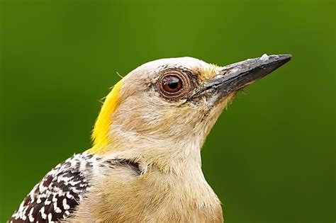 A9III sample gallery -Extreme Close-ups of birds from Costa Rica: Sony Alpha Full Frame E-mount ...