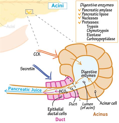 Pancreas and Digestive enzymes – Budwig Protocol