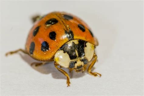 Orange Ladybugs: What They Really Are and Why They Are a Threat