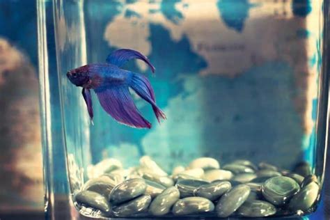 ¿Qué Les Gusta A Los Peces Betta? - ConoceMiPecera