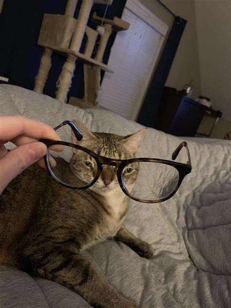 My cat wouldn’t stop messing with my glasses. Decided to try something : r/cats